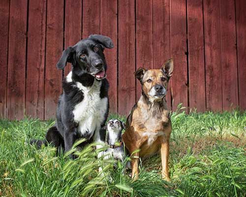 The Feeding Trends That Are Driving Sales of Dog Food Toppers and Mixers